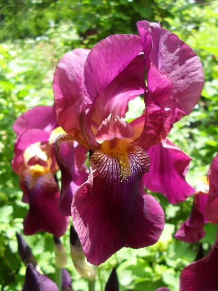 Bärtige violette Iris aus nächster Nähe. — Stockfoto