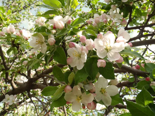 The blossoming apple-tree in the spring. — Stock Photo, Image