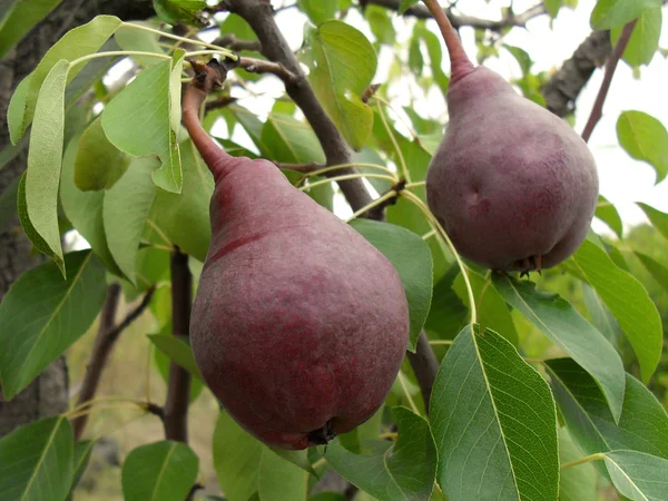 Τα ώριμα αχλάδια σε ένα δέντρο, μακροεντολή. — Φωτογραφία Αρχείου