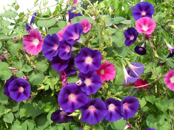 Mehrfarbige Blüten von Ipomoea aus nächster Nähe. — Stockfoto