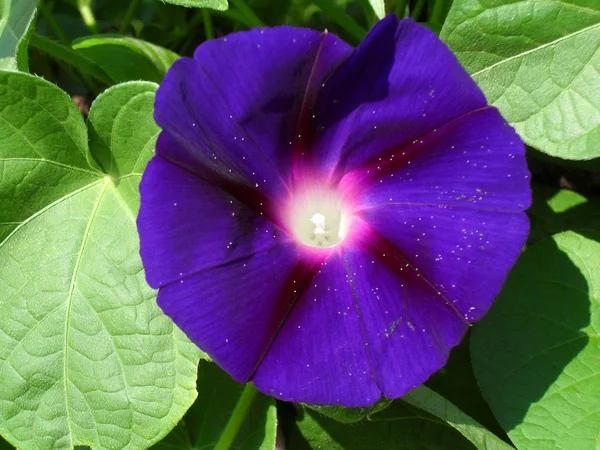 Ipomoea flor de perto . — Fotografia de Stock