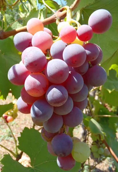 Pink grapes on a bush, macro. — Stock Photo, Image