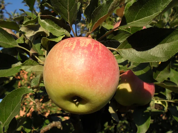 Rött äpple på en gren, makro. — Stockfoto