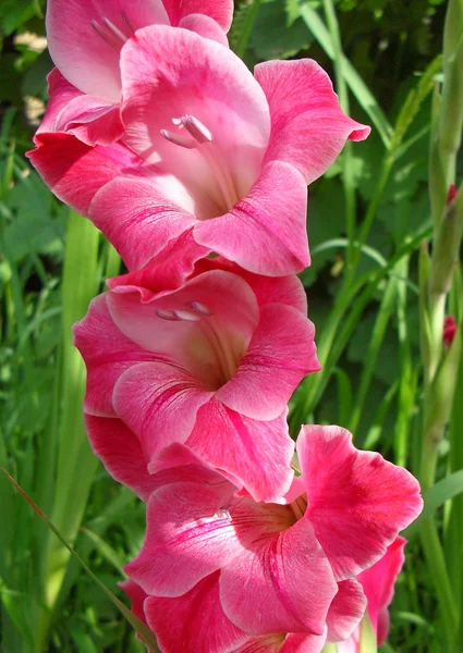 Crimson gladiolus крупним планом . — стокове фото