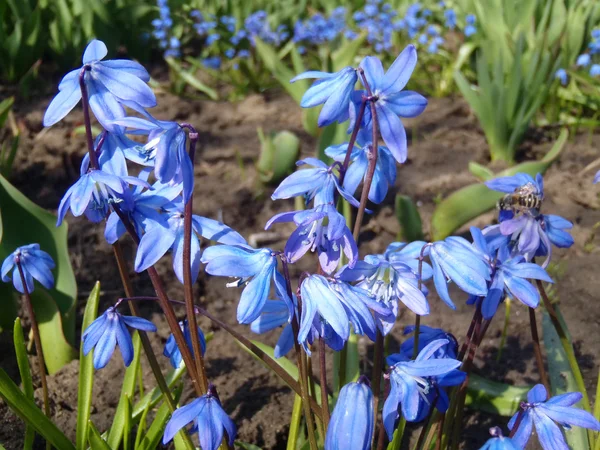 Les clairières bleues au printemps, macro . — Photo