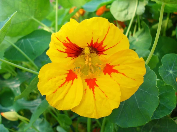 Flower of a yellow nasturtium close up. — Stock Photo, Image