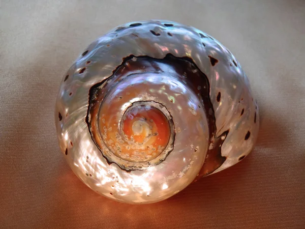 金色の背景に「ガンダムアストレア」の海真珠ザルガイの殻マクロ. — ストック写真