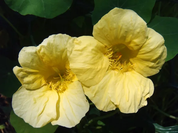 Flowers of a yellow nasturtium close up. — Stock Photo, Image