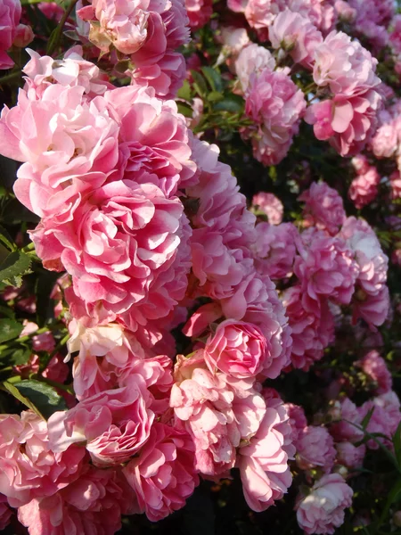 De roze roos sjokkende close-up. — Stockfoto