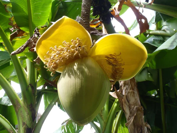 Bananen bloem op een bananenboom close-up. — Stockfoto