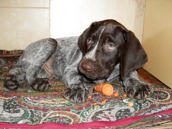 Yavru bir Alman Wirehaired ibre havuç ile.