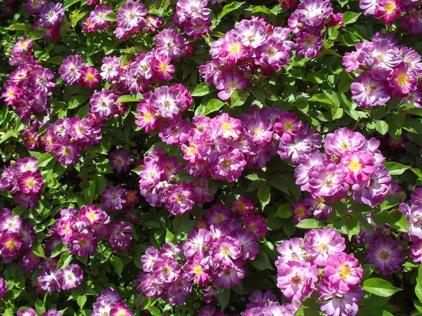 A lila vánszorog rose "Veilchenblau" makrót. — Stock Fotó