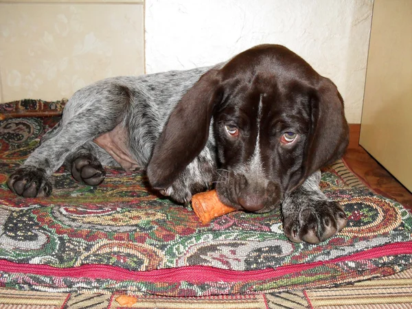 Piccolo cucciolo di un puntatore tedesco Wirehaired con carota . Foto Stock