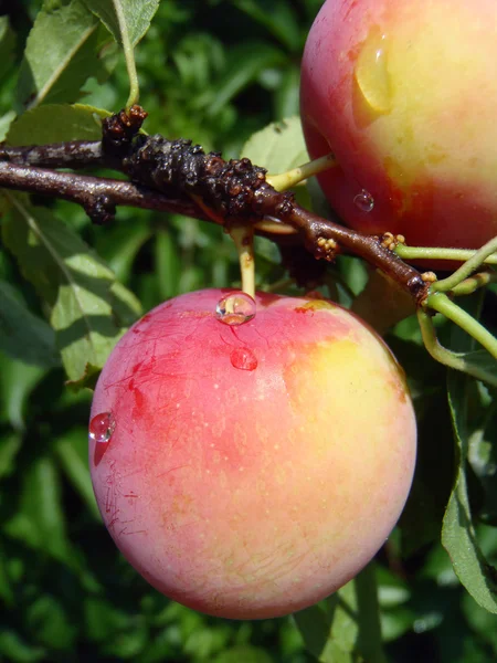 Prunes mûres sur un arbre. — Photo