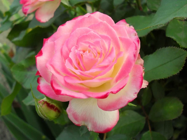 Two-color tea and hybrid rose of "Double Delight", macro. — Stock Photo, Image