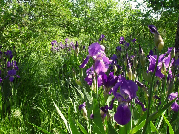 Iris violets de près . — Photo
