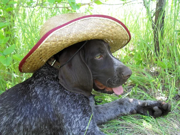 Puppy of a gun dog in a cowboy's hat. — Stock Photo, Image