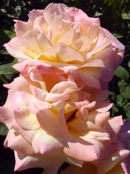 Cream tea and hybrid roses of "Gloria Dei", macro. — Stock Photo, Image