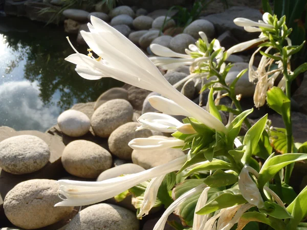 Çiçek açması ANABİLGA karşı bir bahçe dekoratif bir su birikintisi.