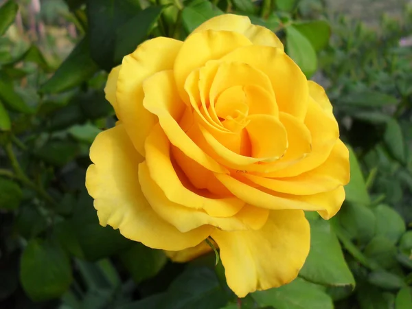 Yellow tea and hybrid rose of "Papillon", macro. — Stock Photo, Image
