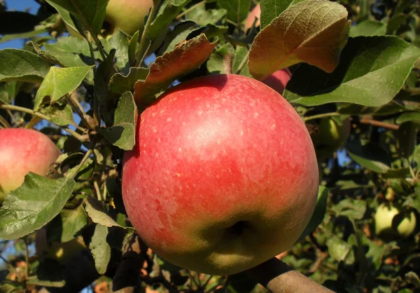 Red apple on a branch, macro. — Stock Photo, Image