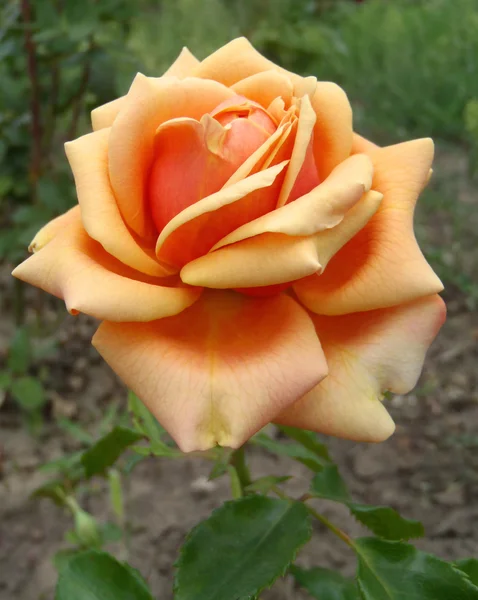 Apricot tea and hybrid rose of "Ashram", macro. — Stock Photo, Image