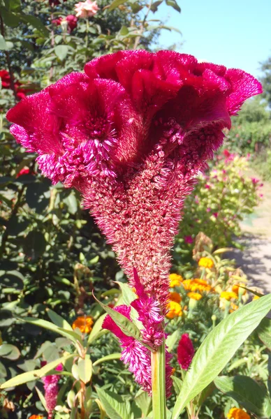 Celosia в саду крупним планом. — стокове фото