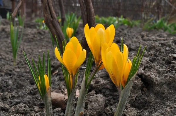 Crocus jaunes au printemps gros plan . — Photo