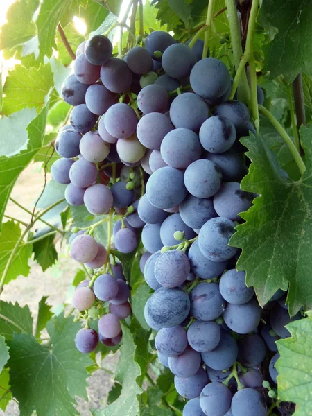 Синій виноград на кущі, макро . Стокове Фото