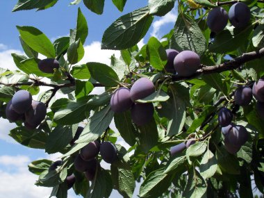 Olgun erikler ağaçta.