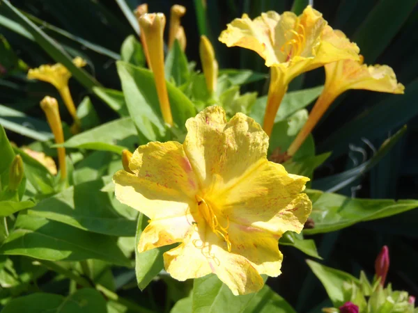 Yellow Mirabilis di taman dekat . — Stok Foto