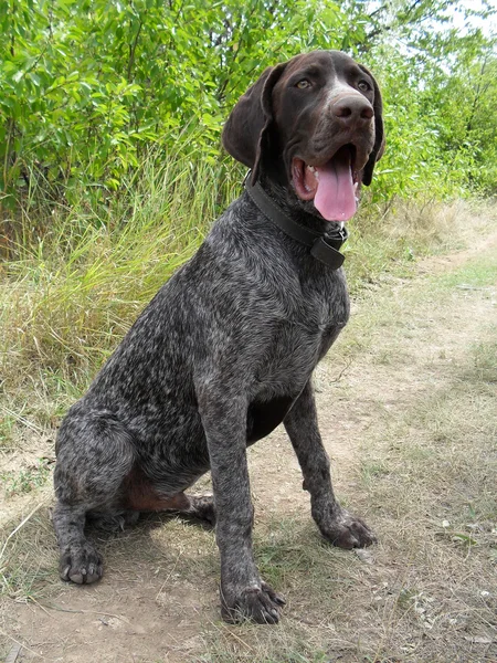 Щеня на відкритому повітрі Wirehaired Німецька жорсткошерстна лягава. — стокове фото