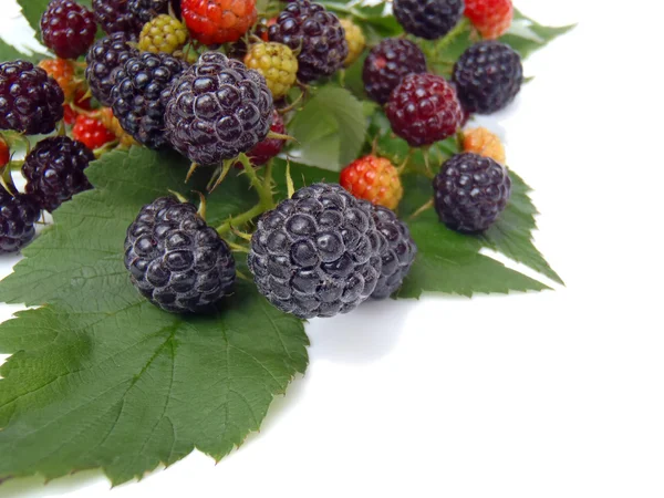 Blackberry with green leaflets on a white background, macro. — Stock Photo, Image