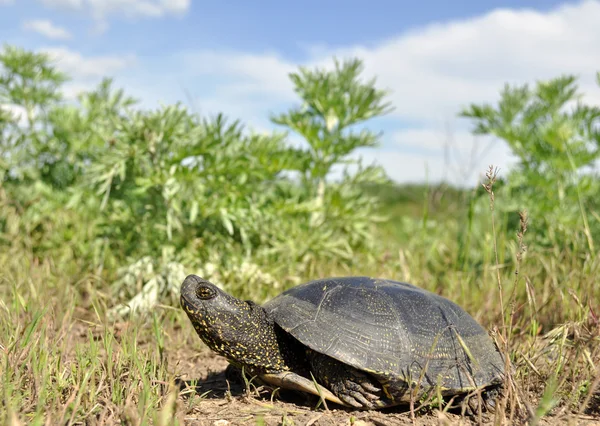 Европейская болотная черепаха . — стоковое фото