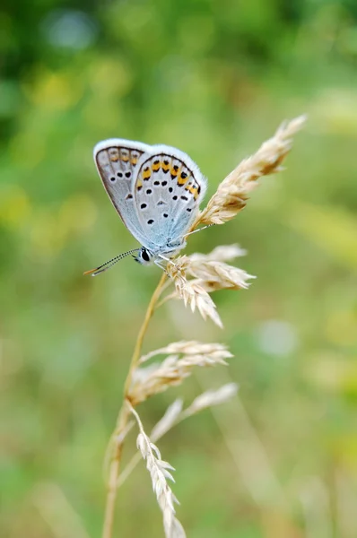 Beautiful blue butterfly of "Polyommatus icarus" on a dry blade, macro. — Stock Photo, Image