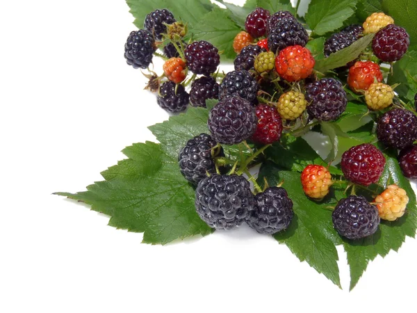 Blackberry with green leaflets on a white background, macro. — Stock Photo, Image