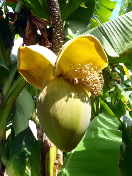 Banan blomma på en banan träd på nära håll. — Stockfoto