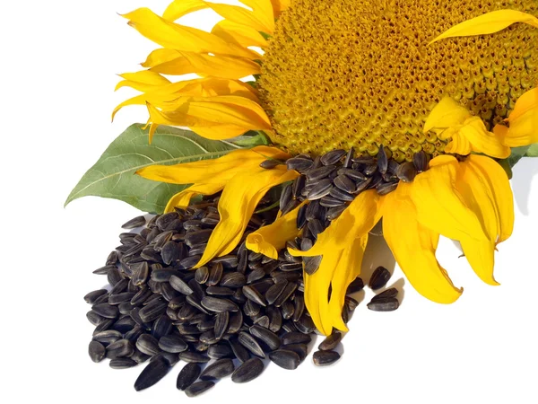 Sunflower with sunflower seeds on a white background.