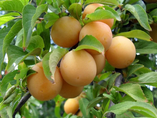 Ripe cherry plum on a tree, macro. — Stock Photo, Image