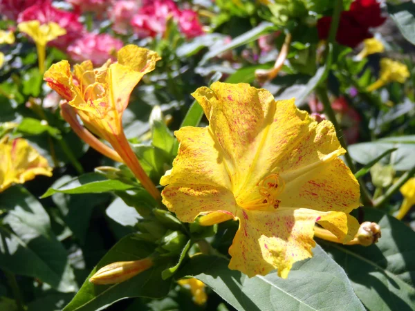 Mirabilis amarillo en un jardín de cerca . —  Fotos de Stock