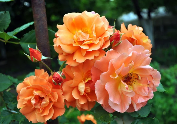 A rosa alaranjada que trudging de "Westerland", macro . Imagem De Stock