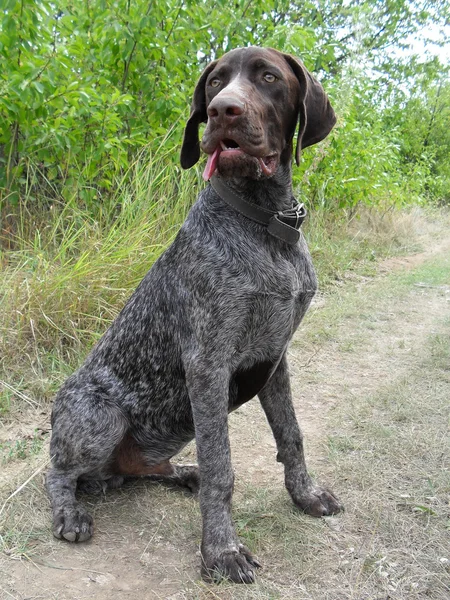 Щеня на відкритому повітрі Wirehaired Німецька жорсткошерстна лягава. Ліцензійні Стокові Зображення