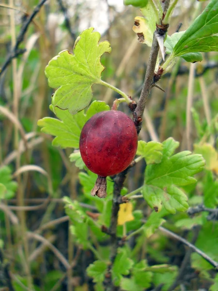 Bacca di un'uva spina rossa su un ramo, macro . — Foto Stock