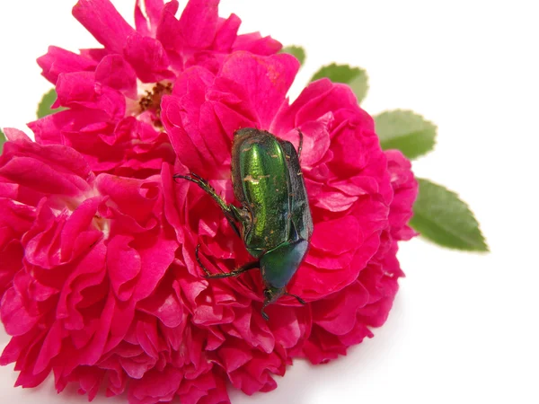 May-bug em uma rosa, macro . — Fotografia de Stock