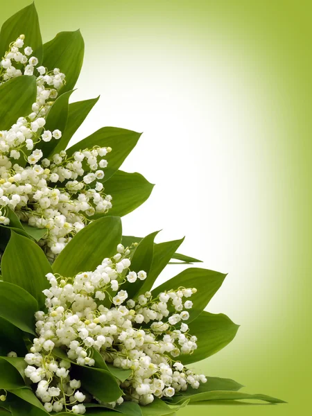 Nazik lilyum vadideki beyaz bir arka plan üzerinde.