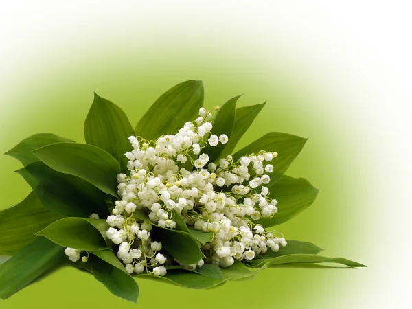 Bouquet of May lilies of the valley close up. — Stock Photo, Image