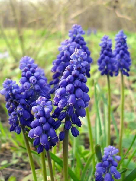Muscari - Bahar soğanı çiçekleri kapatın.