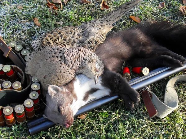 The killed marten and pheasant with the gun on a grass (a hunting still life).