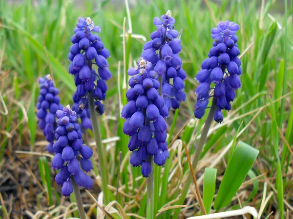 Muscari - fjäder lökar blommor nÃ ¤ra. — Stockfoto