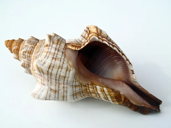 Sea cockleshell on a white background, macro. — Stock Photo, Image